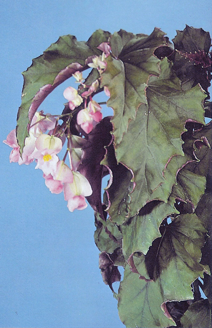 B. ‘Delphine Fosmo’